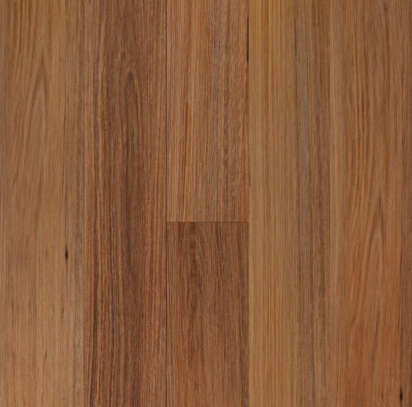 Native Blackbutt