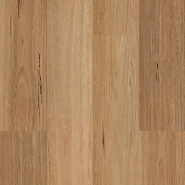 Native Blackbutt
