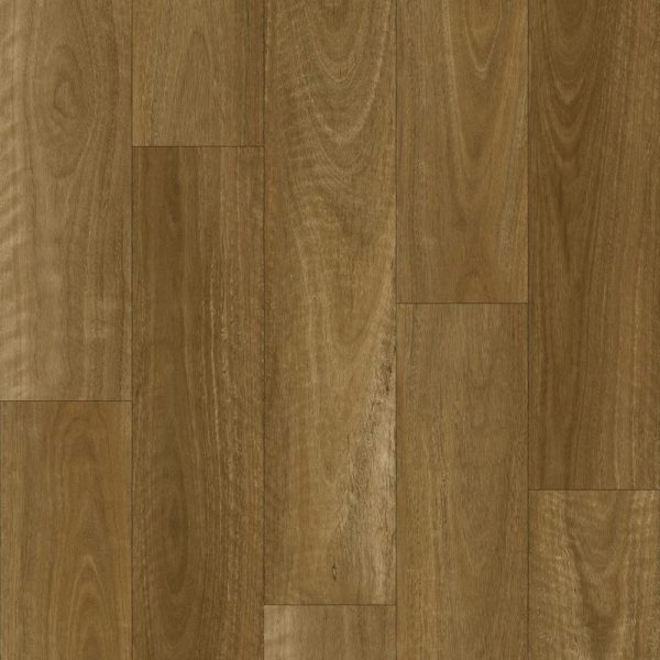 Native Spotted Gum