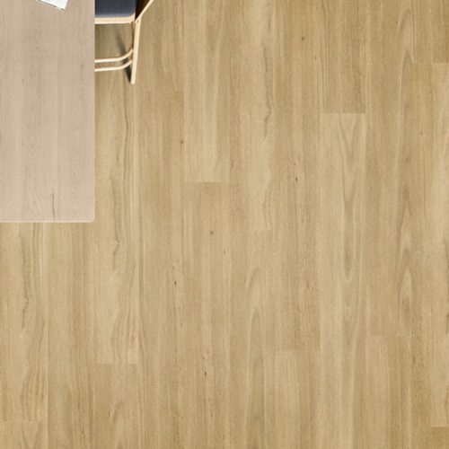 Starry Spotted Gum 555